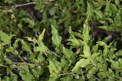 Jasminum multipartitum