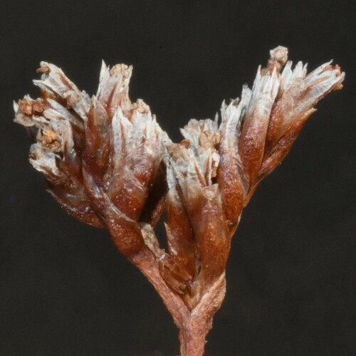 Image of Limonium californicum by (c) Gabriel Campbell-Martinez, some rights reserved (CC BY)