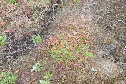 Image of Limonium californicum by (c) Gabriel Campbell-Martinez, some rights reserved (CC BY)