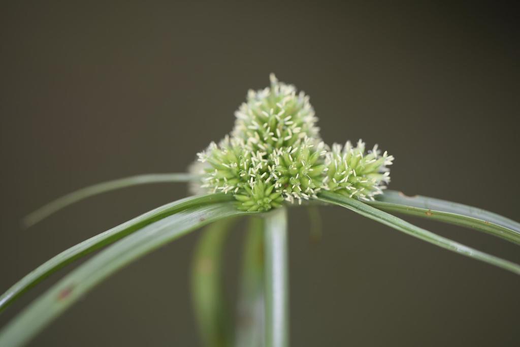 Cyperus austroafricanus (Cyperus austroafricanus)