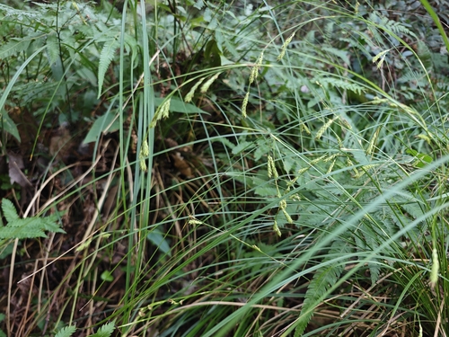 Carex tristachya iNat (3)