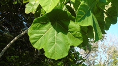 Jatropha peltata
