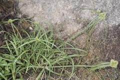 Cyperus austroafricanus