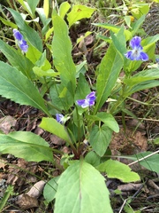 Viola canina