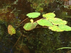 Nuphar variegata