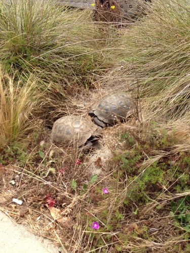 (Californian) Desert Tortoise, Gopherus agassizii