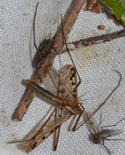 Metalimnobia hudsonica, 2024-06-19