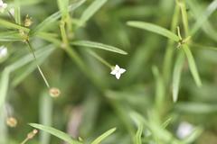 Oldenlandia herbacea