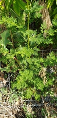 Artemisia annua