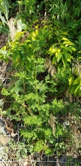 Artemisia annua