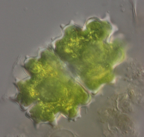 Euastrum evolutum