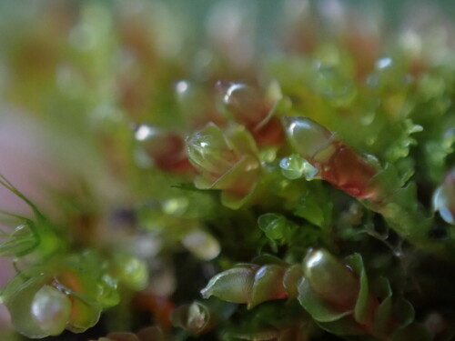 Image of Jungermannia rubra by no rights reserved