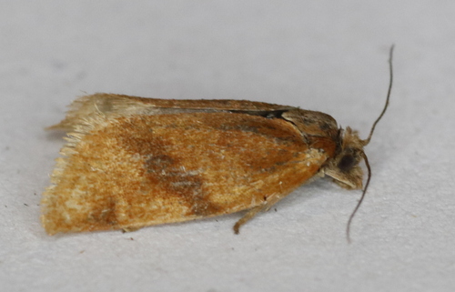Clepsis moeschleriana