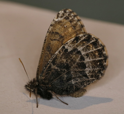 White-veined Arctic