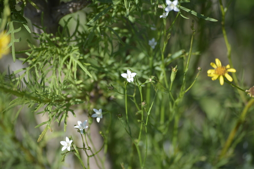 Image of Wahlenbergia linarioides by (c) María Zeta, some rights reserved (CC BY)