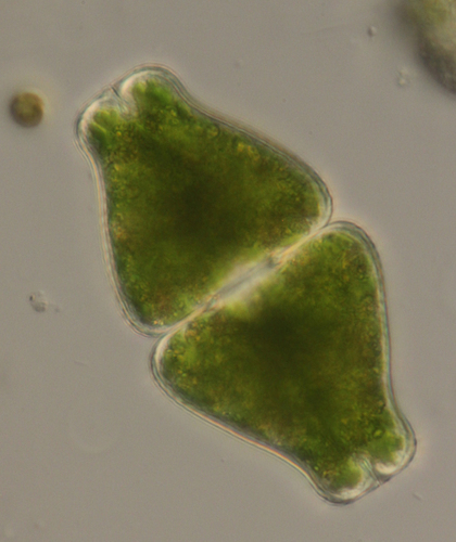 Euastrum obesum