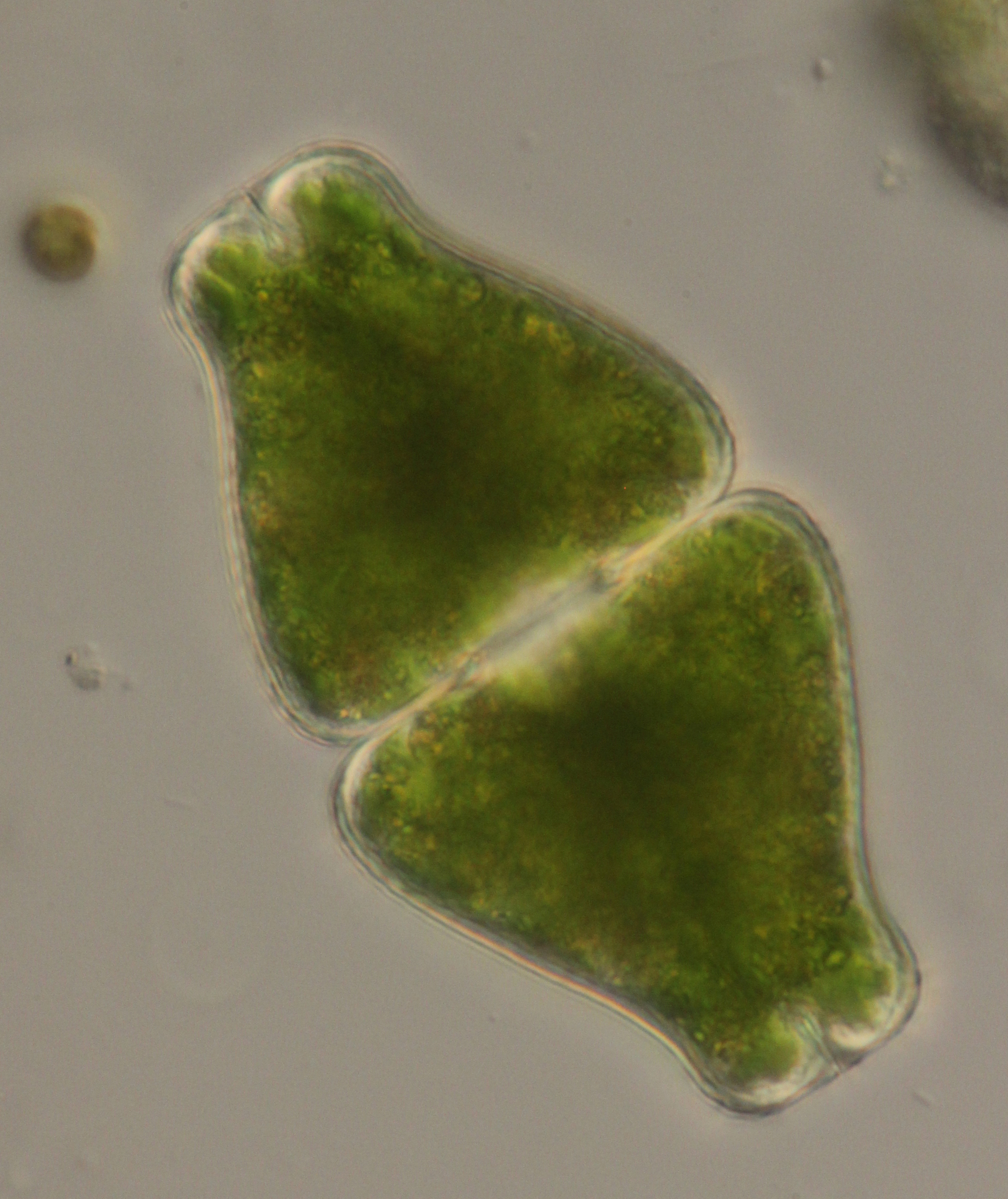 Euastrum obesum