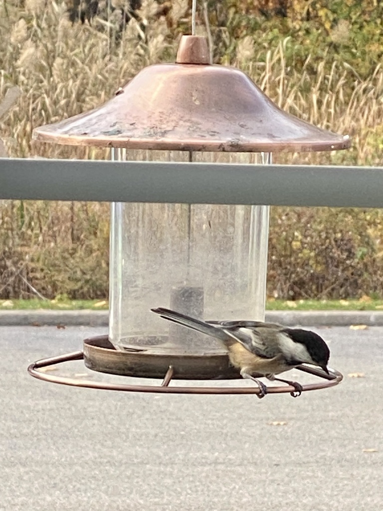 Eastern Black-capped Chickadee