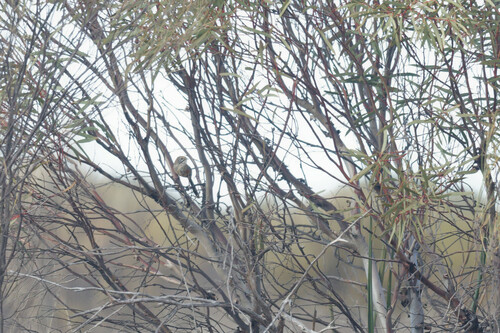 Sandhill Grasswren (Amytornis oweni), photo 6