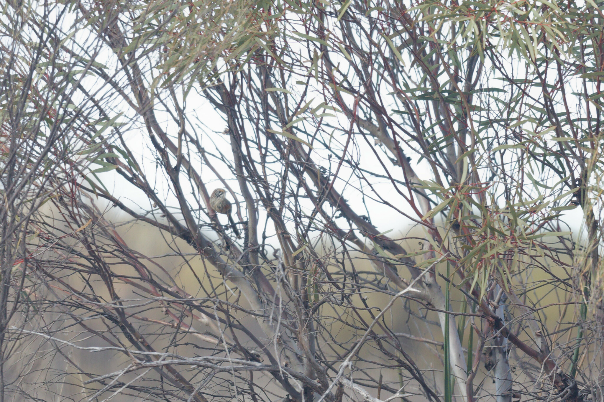 Sandhill Grasswren (Amytornis oweni), photo 1