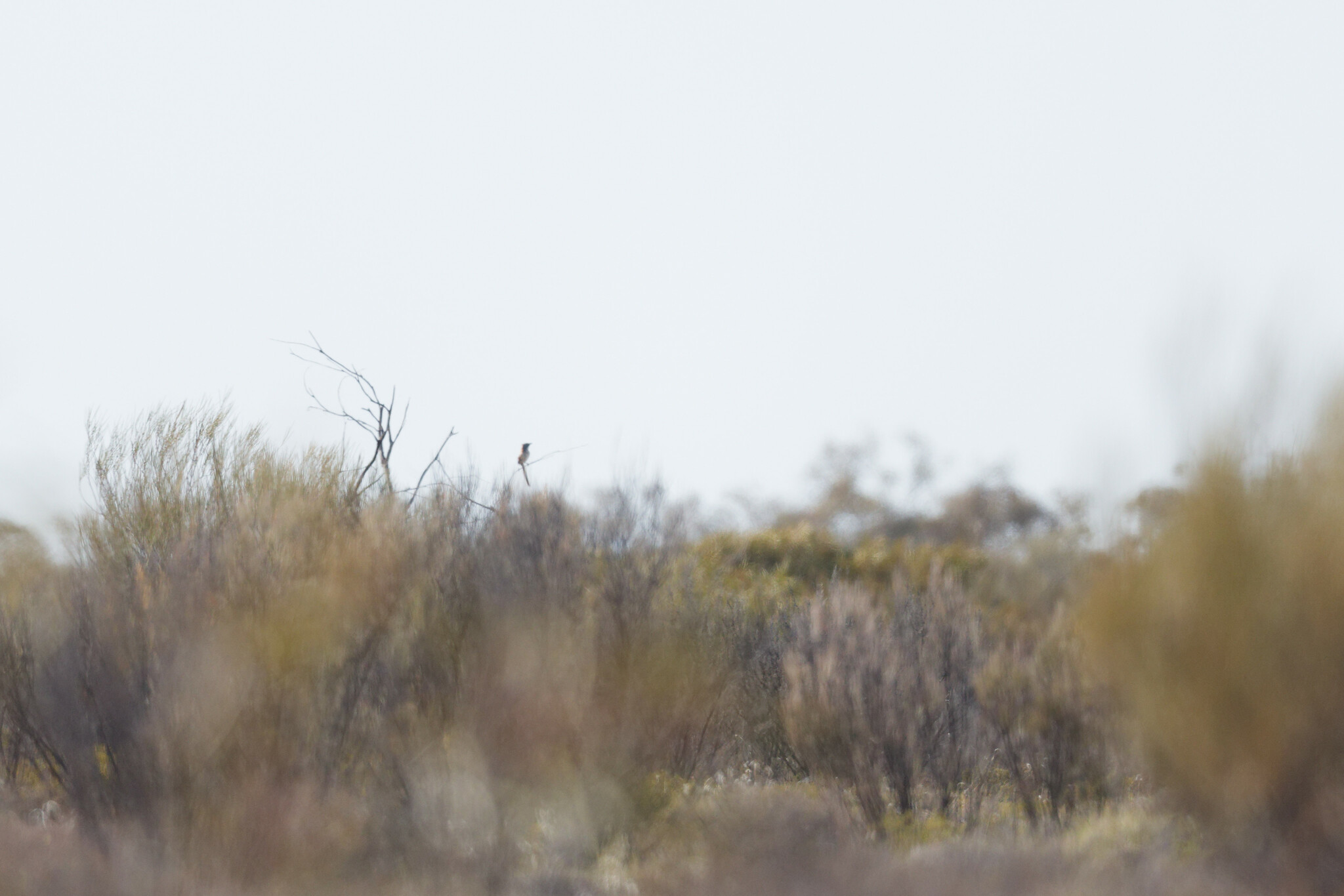 Sandhill Grasswren (Amytornis oweni), photo 2
