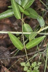 Vincetoxicum anomalum