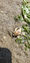 Ilyanassa obsoleta