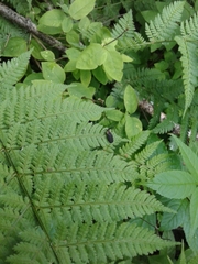 Lucidota atra