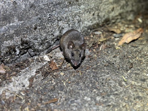 Apodemus semotus observed 2023-07-22