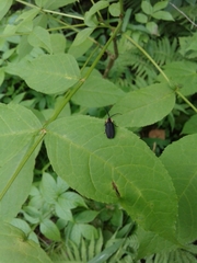 Lucidota atra