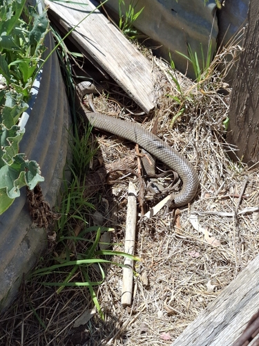 Eastern Brown Snake sighting