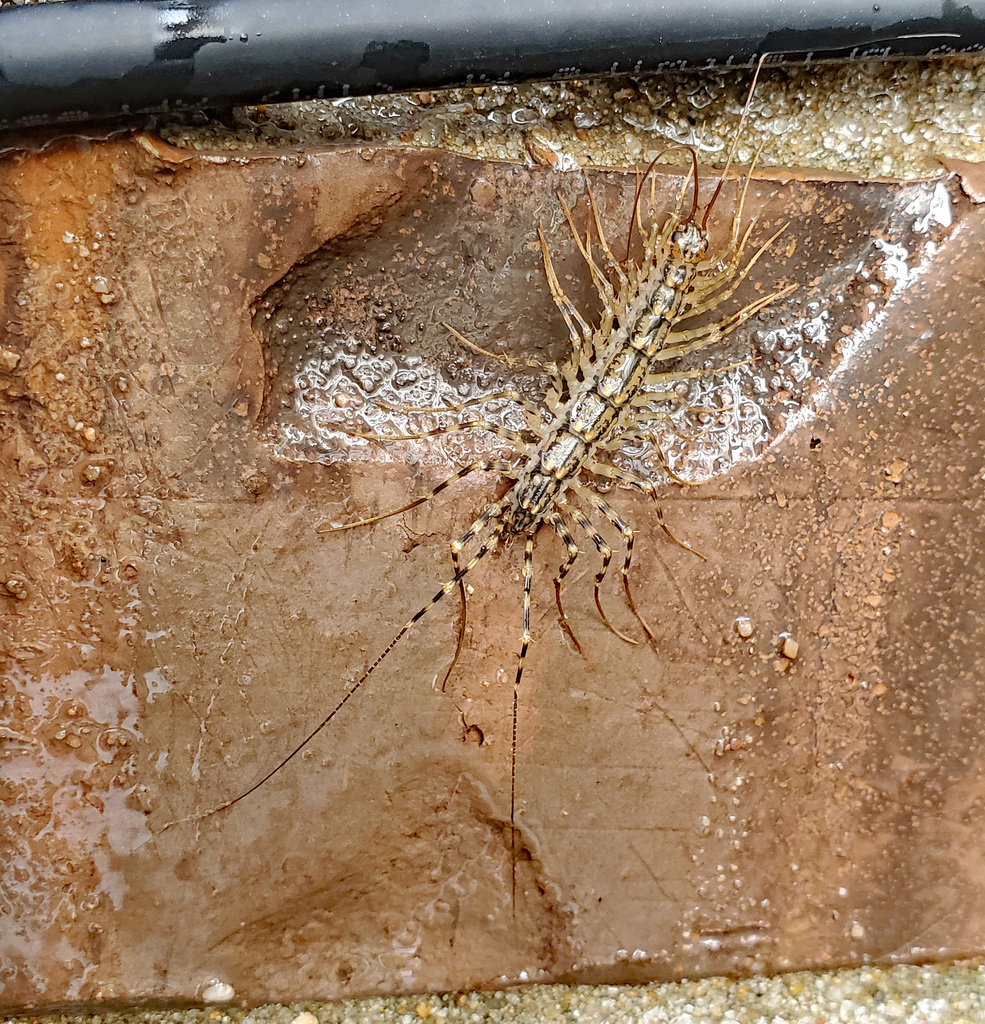 Typical House Centipedes from Lynn Lane, Tulsa, OK, USA on October 28, 2024 at 03:16 PM by Paul ...