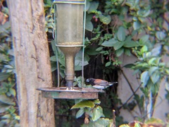 Spermestes bicolor nigriceps