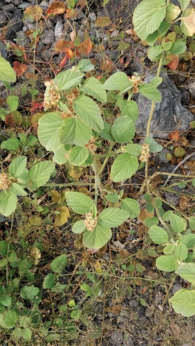 Sida cordifolia observed 2024-10-28