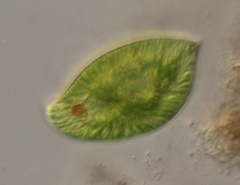 Euglena oblonga