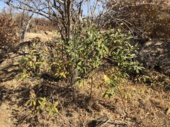 Ozoroa paniculosa paniculosa
