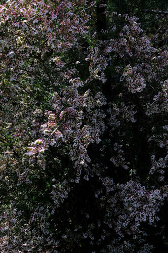 Image of Thryptomene calycina by (c) Peter Crowcroft, some rights reserved (CC BY)