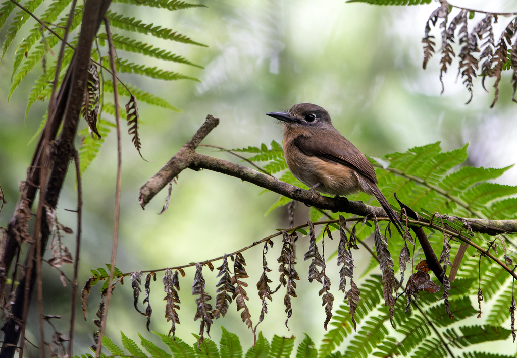 Rusty-breasted Nunlet