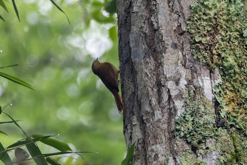 Olivaceous Woodcreeper (Olivaceous)