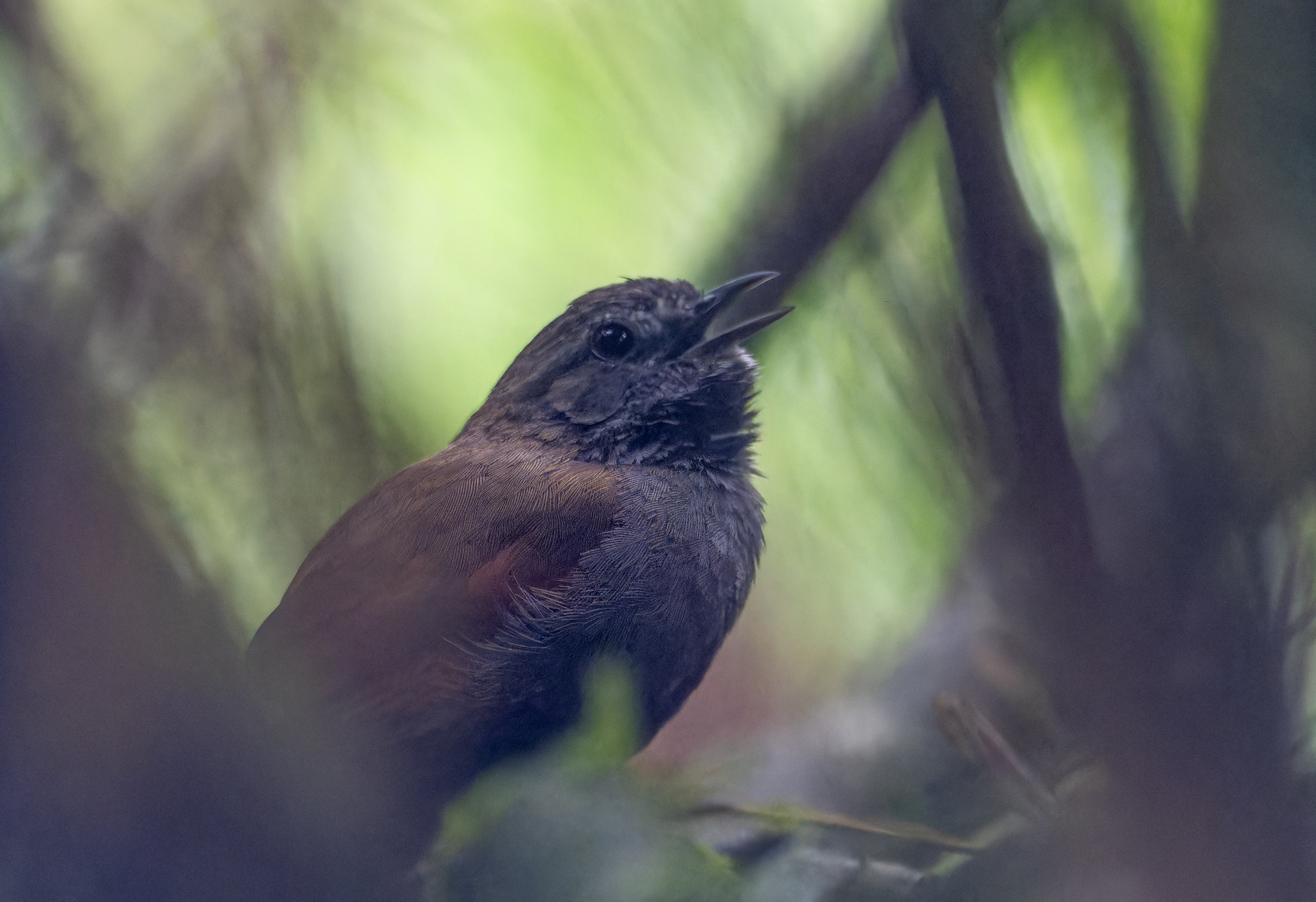 Grey-bellied Spinetail (Synallaxis cinerascens), photo 10