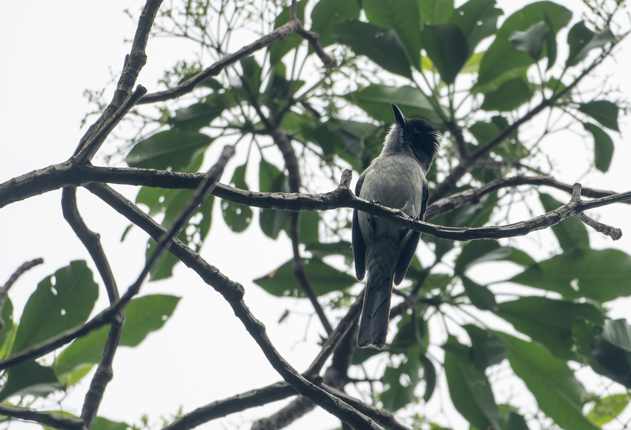 Sibilant Sirystes (Sirystes sibilator)