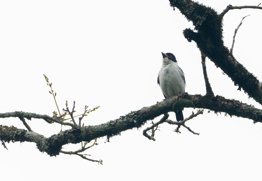 Black-tailed Tityra (Eastern)