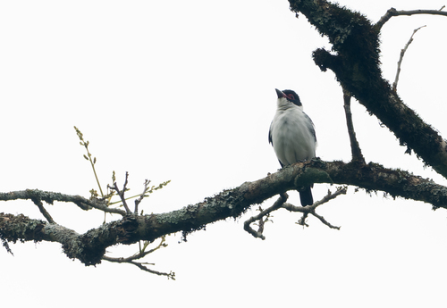 Black-tailed Tityra (Eastern)