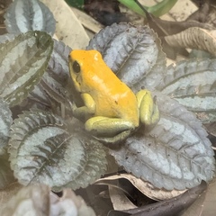 Phyllobates terribilis