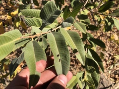 Ozoroa paniculosa paniculosa