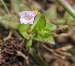 Torenia anagallis