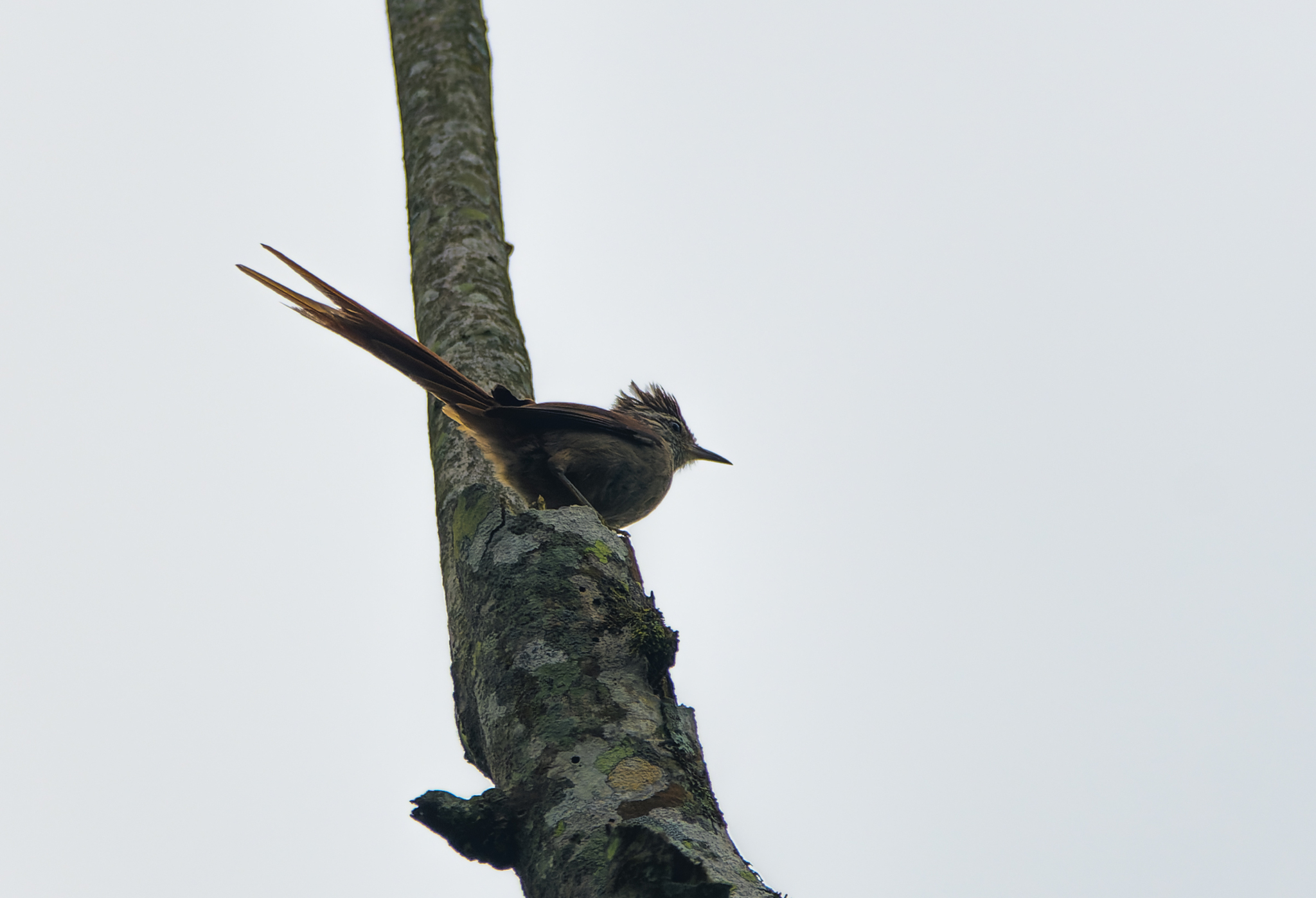 Araucaria Tit-Spinetail illustration