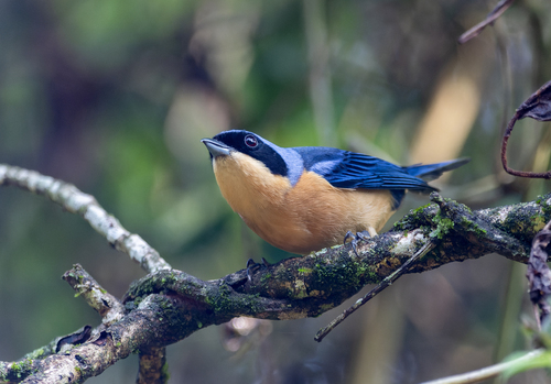 Fawn-breasted Tanager