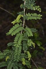 Abrus precatorius africanus