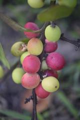 Acokanthera rotundata